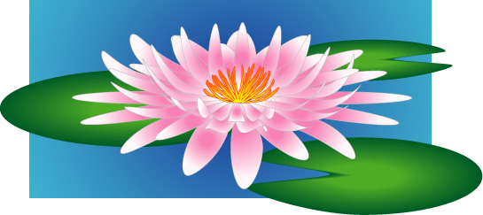 Pink Waterlily